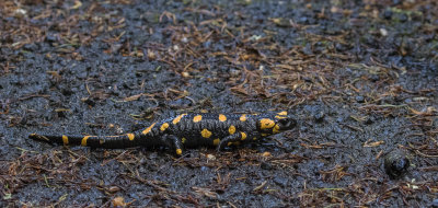 Fire Salamander, St. Martin, Austria