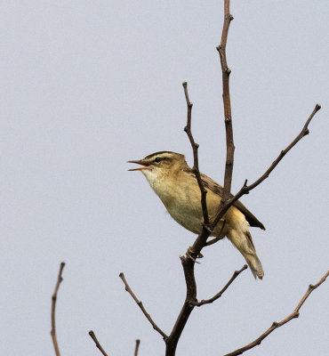 Sedge Warbler, Kiskunsag NP, Hungary