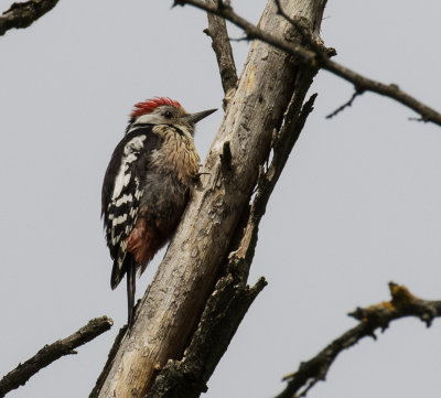 Middle Spotted Woodpecker, Kiskunsag NP, Hungary