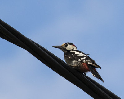 Syrian Woodpecker, Kiskunsag NP, Hungary
