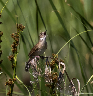 Savi's Warbler, Kiskunsag NP, Hungary