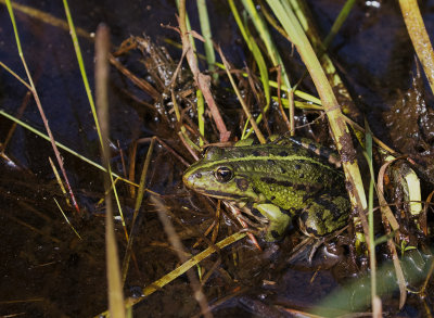 Marsh Frog, Sporovo Reserve, Belarus
