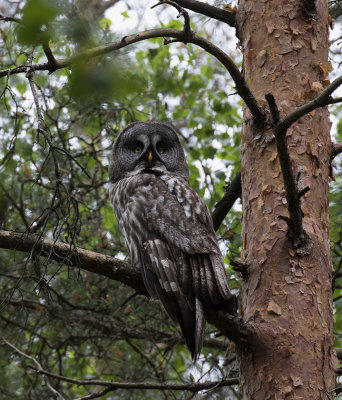 Great Gray Owl, Sporovo Reserve, Belarus