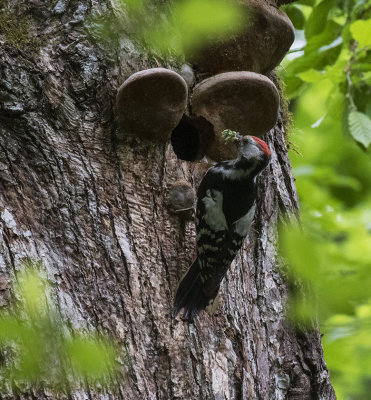 White-backed Woodpecker, Sporovo Reserve, Belarus