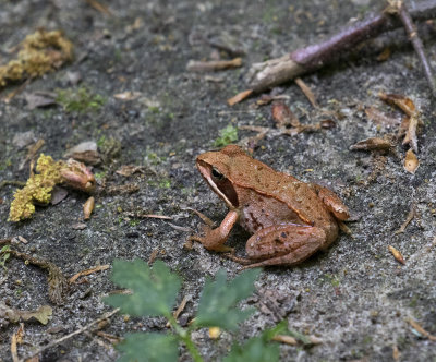 Frog, Sporovo Reserve, Belarus