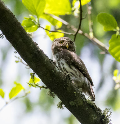Eurasian Pygmy Owl, Belowezhskaya Pushcha NP, Belarus