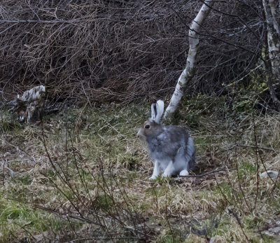 Arctic Hare, Oulu, Finland