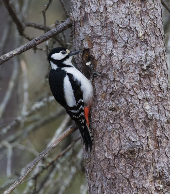 Great Spotted Woodpecker, Kuusamo, Finland