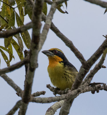 Barbet, Guilded_Napo Wildlife Center, Ecuador