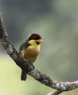 Barbet, Lemon-throated_Napo Wildlife Center, Ecuador