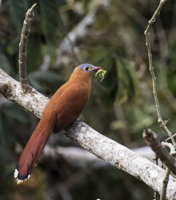 Cuckoo, Black-bellied_Napo Wildlife Center, Ecuador