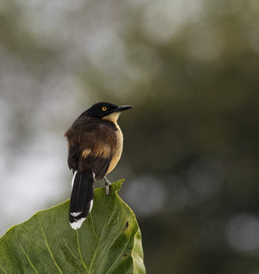 Donacobius, Black-capped_Napo Wildlife Center, Ecuador