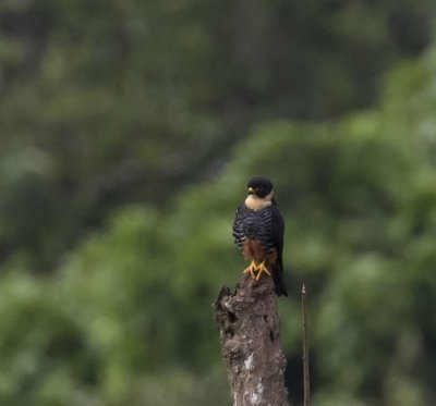 Falcon, Bat_Napo Wildlife Center, Ecuador
