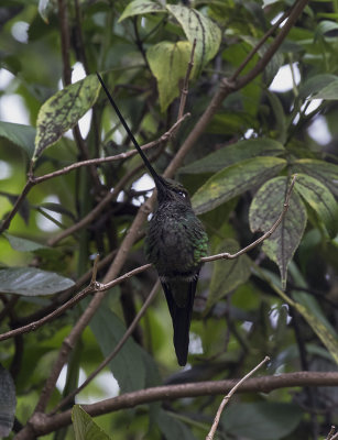 Hummingbird, Sword-billed _Papallacta area, Ecuador