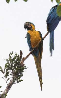 Macaw, Blue-and-yellow_Napo Wildlife Center, Ecuador