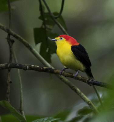 Manakin, Wire-tailed_Napo Wildlife Center, Ecuador