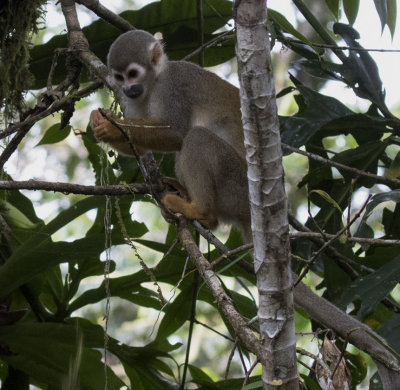 Monkey, Squirrel_Napo Wildlife Center, Ecuador