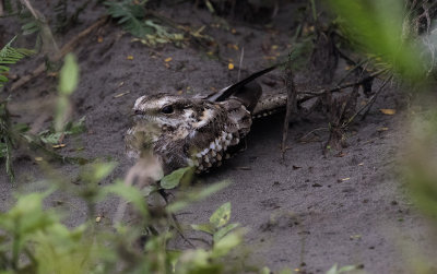 Nightjar, Ladder-tailed_Napo Wildlife Center, Ecuador