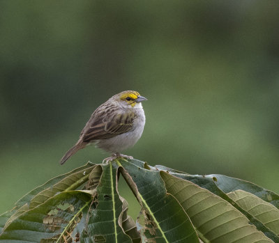 Sparrow, Yellow-browed_San Isidro, Ecuador