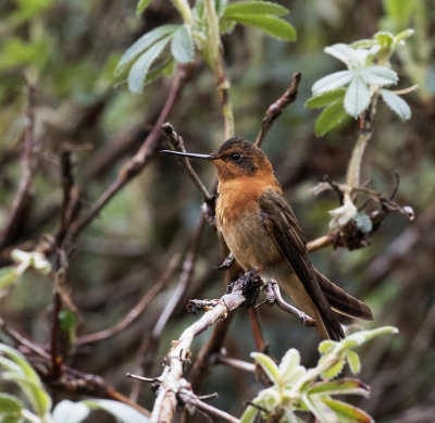 Sunbeam, Shining_Papallacta area, Ecuador