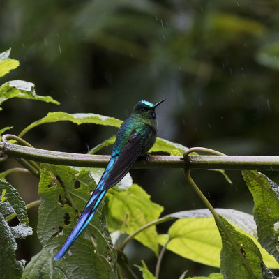 Sylph, Long-tailed_Papallacta area, Ecuador