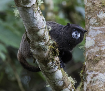 Tamarin, Black-mantled_Wildsumaco, Ecuador