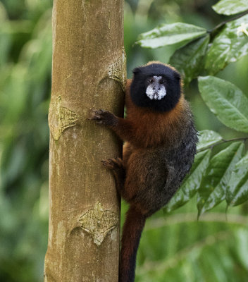 Tamarin, Golden-mantled_Napo Wildlife Center, Ecuador