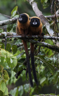 Tamarin, Golden-mantled_Napo Wildlife Center, Ecuador