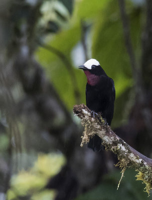 Tanager, White-capped_San Isidro, Ecuador