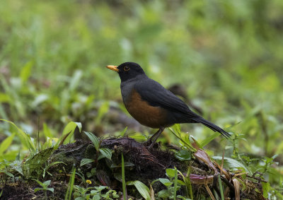 Thrush, Chestnut-bellied_San Isidro, Ecuador