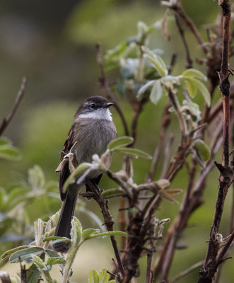 Tyrannulet, White-throated_Papallacta area, Ecuador