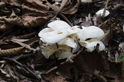White Fungus_Napo Wildlife Center, Ecuador