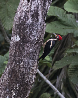 Woodpecker, Lineated_Napo Wildlife Center, Ecuador