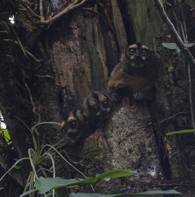 Monkey_Night_Napo_Wildlife_Center_Ecuador