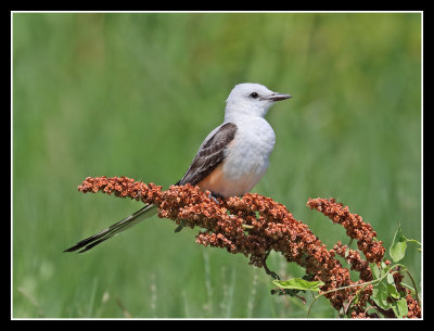 Fly Catcher