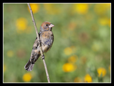 Blue Grosbeak