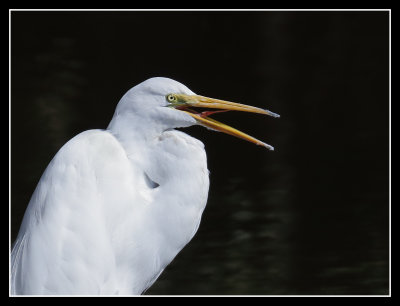 Talkin Egret