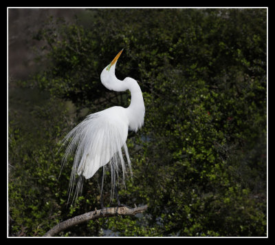 Displaying