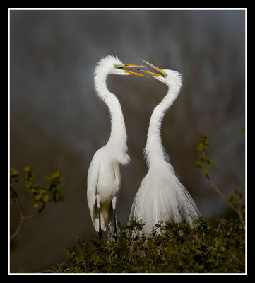 Egrets InLuv