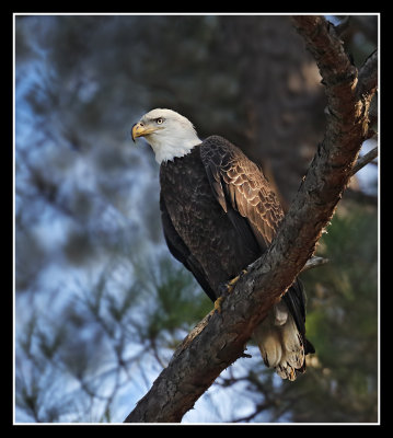 Bald Eagle