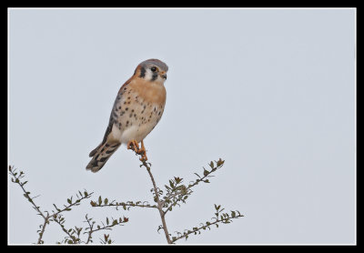 Kestrel