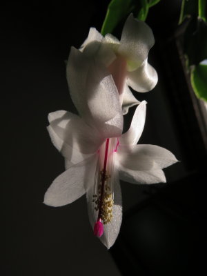 Christmas Cactus