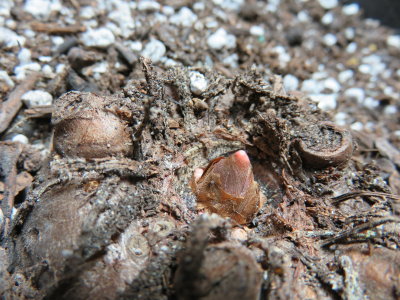Amorphophallus konjac corm, 200g/3 years old