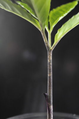 Amorphophallus decus-silvae seedling petiole