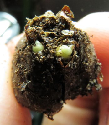 Amorphophallus titanum regrowth