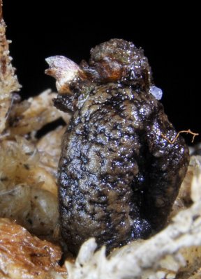 Amorphophallus decus-silvae recovery