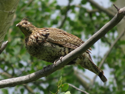 Ruffed grouse