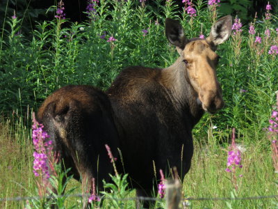 Cow moose