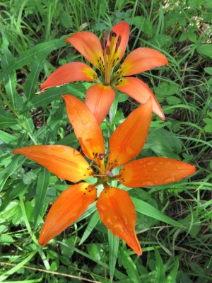 Wild lilies