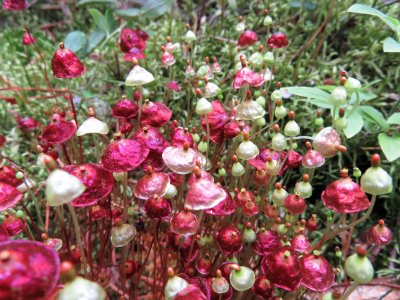 Fairy parisols (wild)
